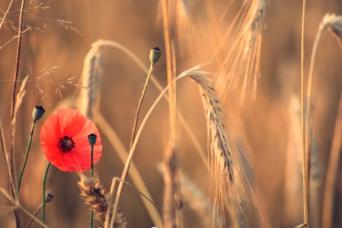 Red Poppy And Wheat wallpaper 480x320