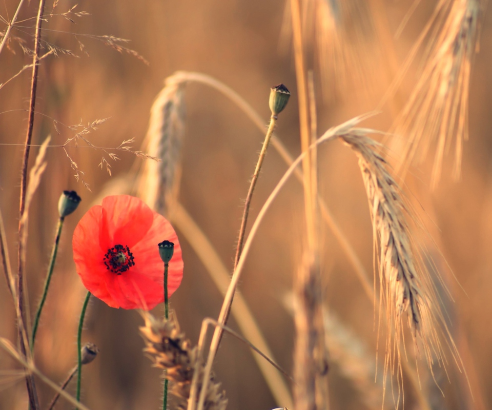 Red Poppy And Wheat wallpaper 960x800