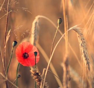 Red Poppy And Wheat papel de parede para celular para iPad 3