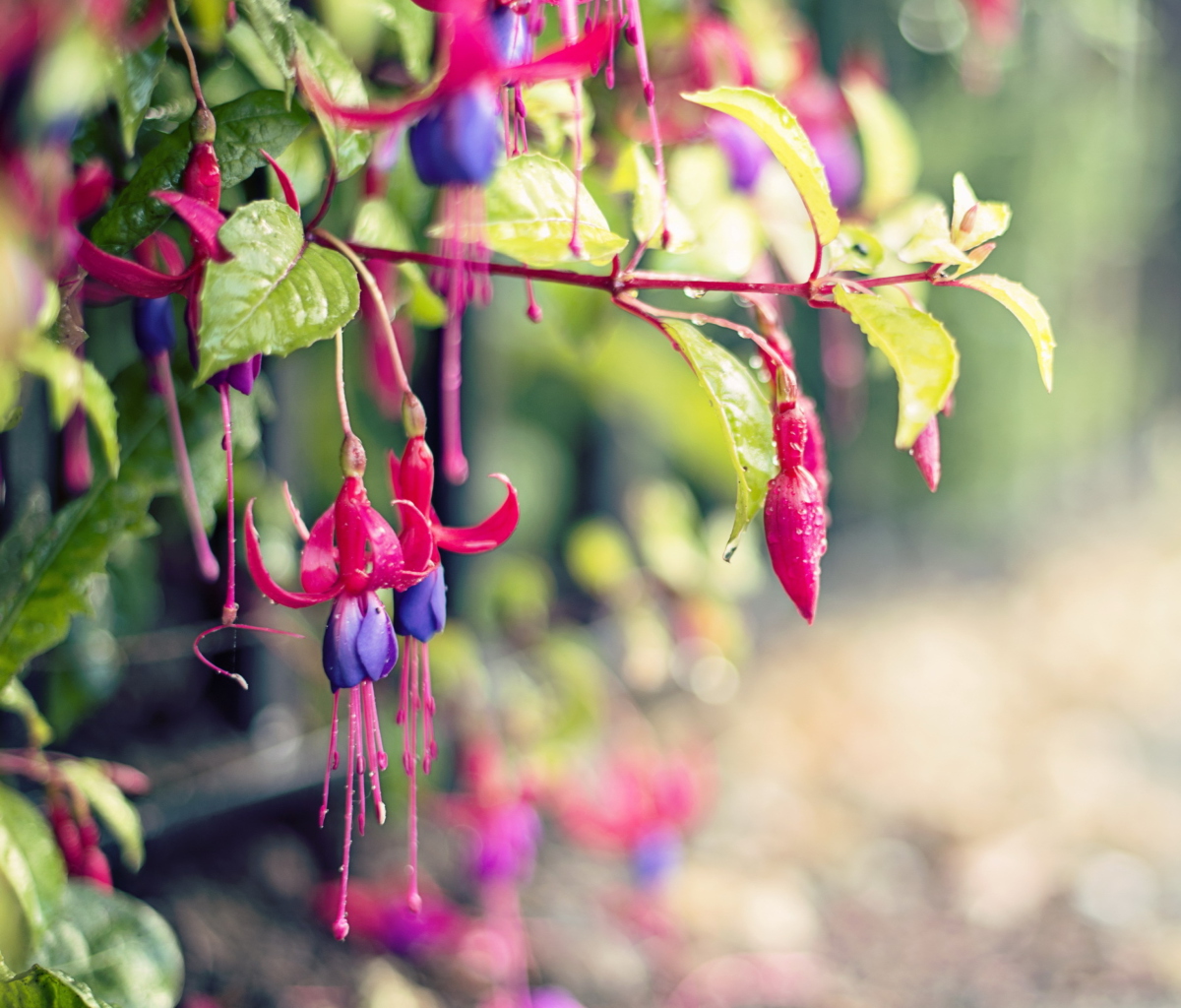 Pink Flower Tree screenshot #1 1200x1024