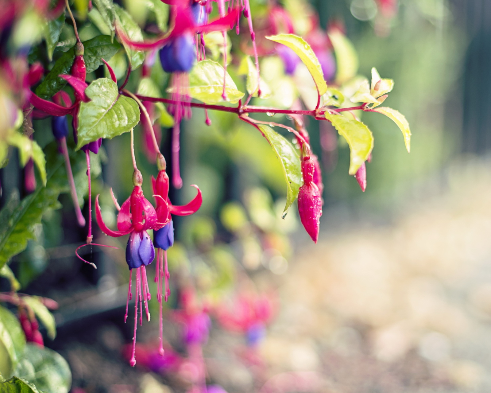 Das Pink Flower Tree Wallpaper 1600x1280