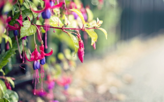 Pink Flower Tree - Obrázkek zdarma 