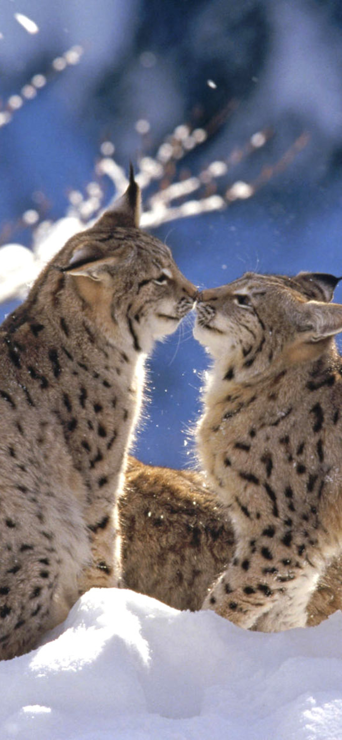 Lynx Cubs wallpaper 1170x2532