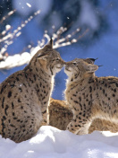 Das Lynx Cubs Wallpaper 132x176