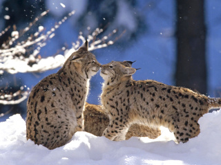 Lynx Cubs wallpaper 320x240