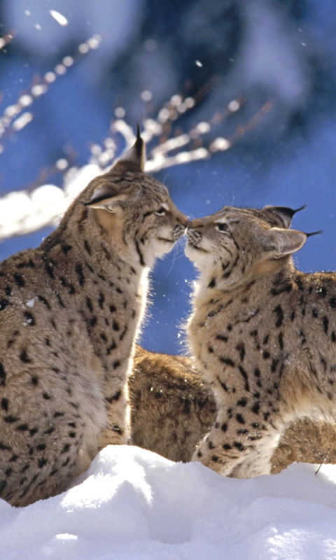 Lynx Cubs wallpaper 480x800