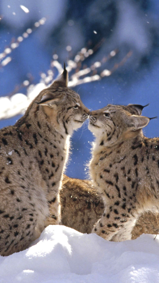 Das Lynx Cubs Wallpaper 640x1136
