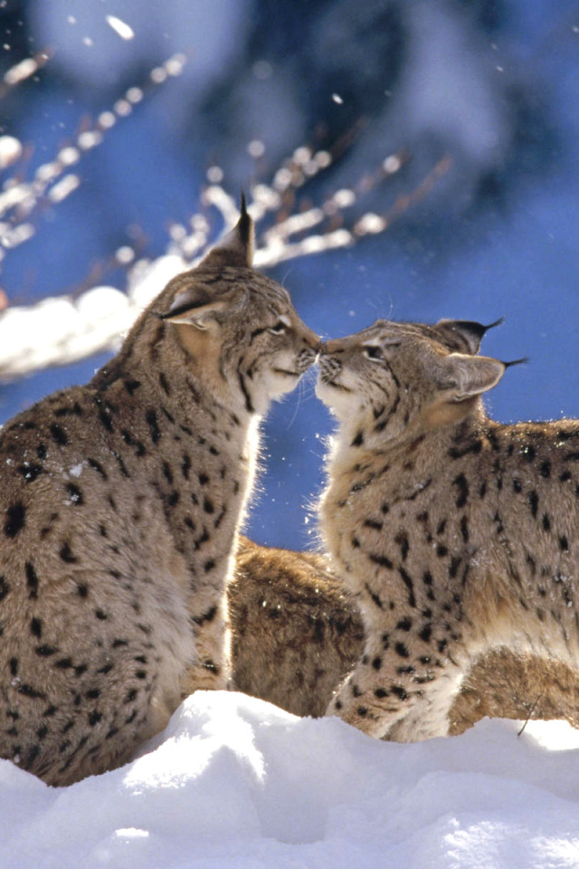 Lynx Cubs wallpaper 640x960