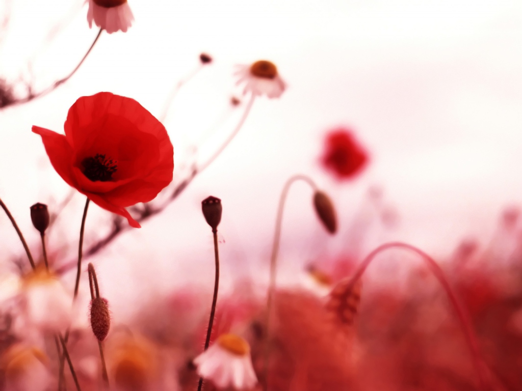 Screenshot №1 pro téma Beautiful Red Poppy 1024x768