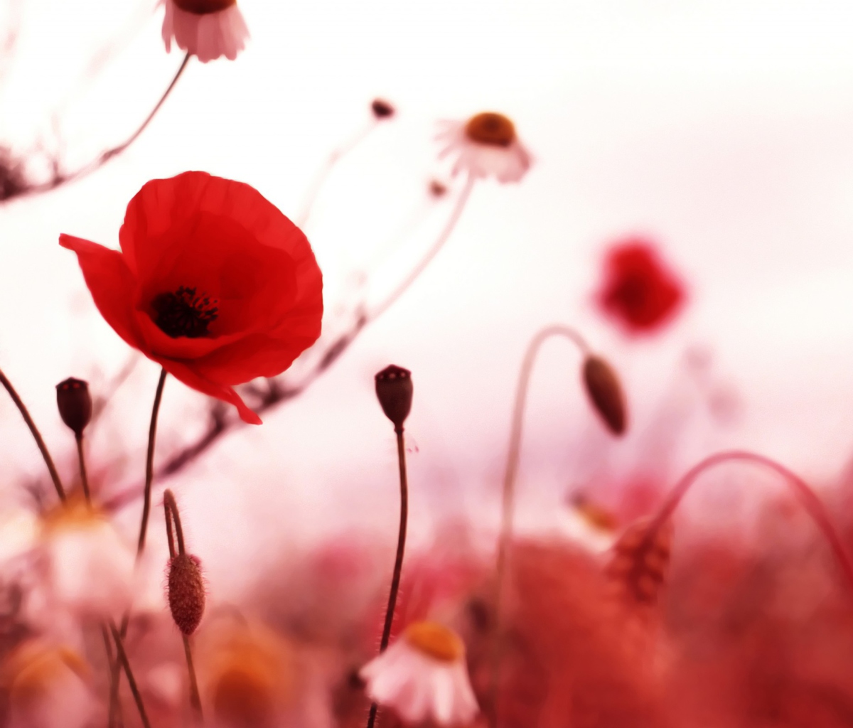 Fondo de pantalla Beautiful Red Poppy 1200x1024