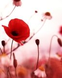 Fondo de pantalla Beautiful Red Poppy 128x160