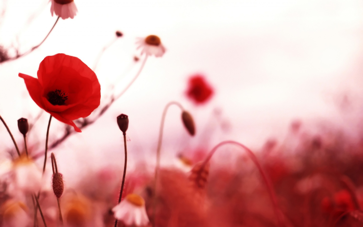 Обои Beautiful Red Poppy 1440x900