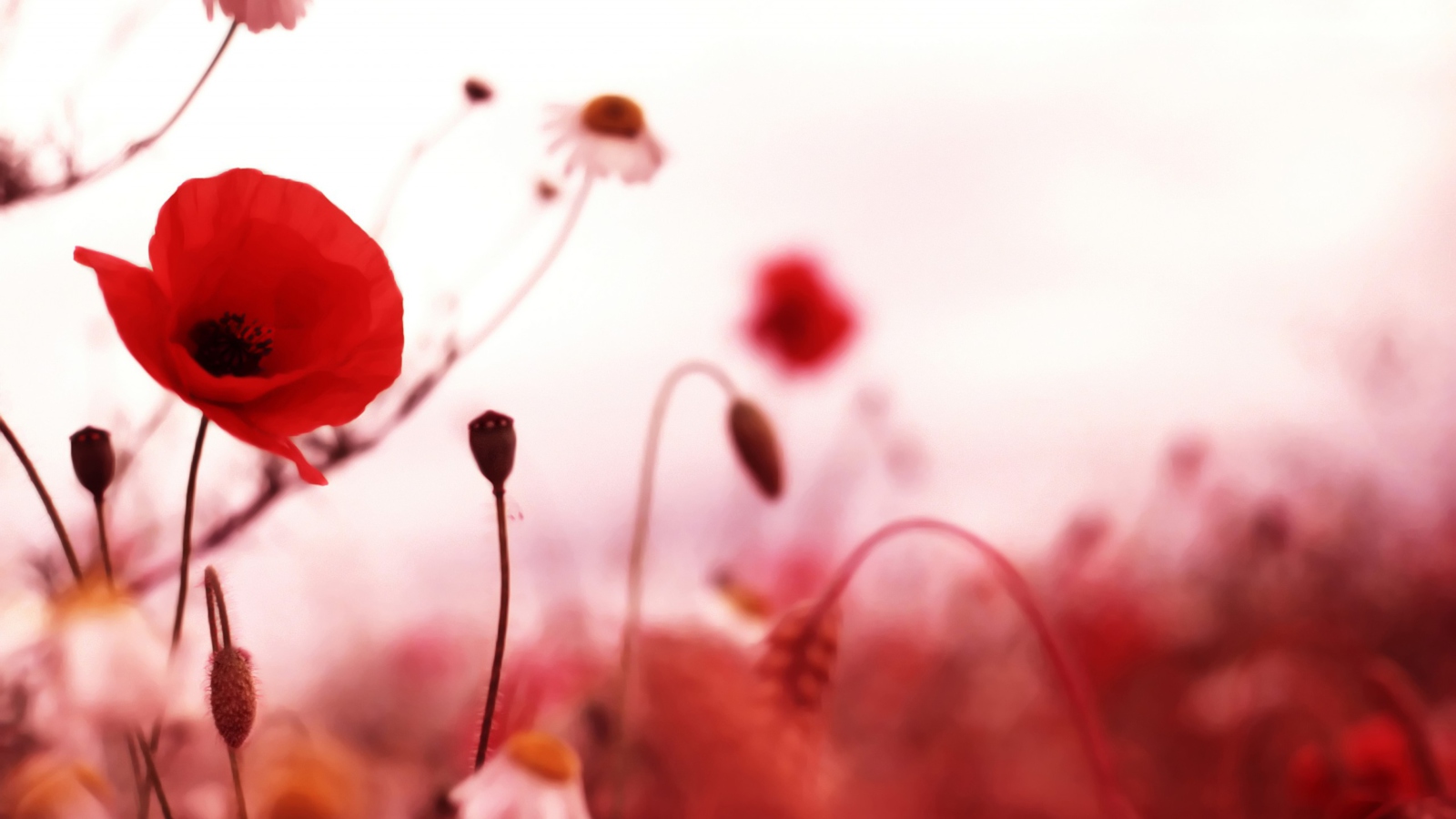 Beautiful Red Poppy screenshot #1 1600x900