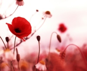 Fondo de pantalla Beautiful Red Poppy 176x144