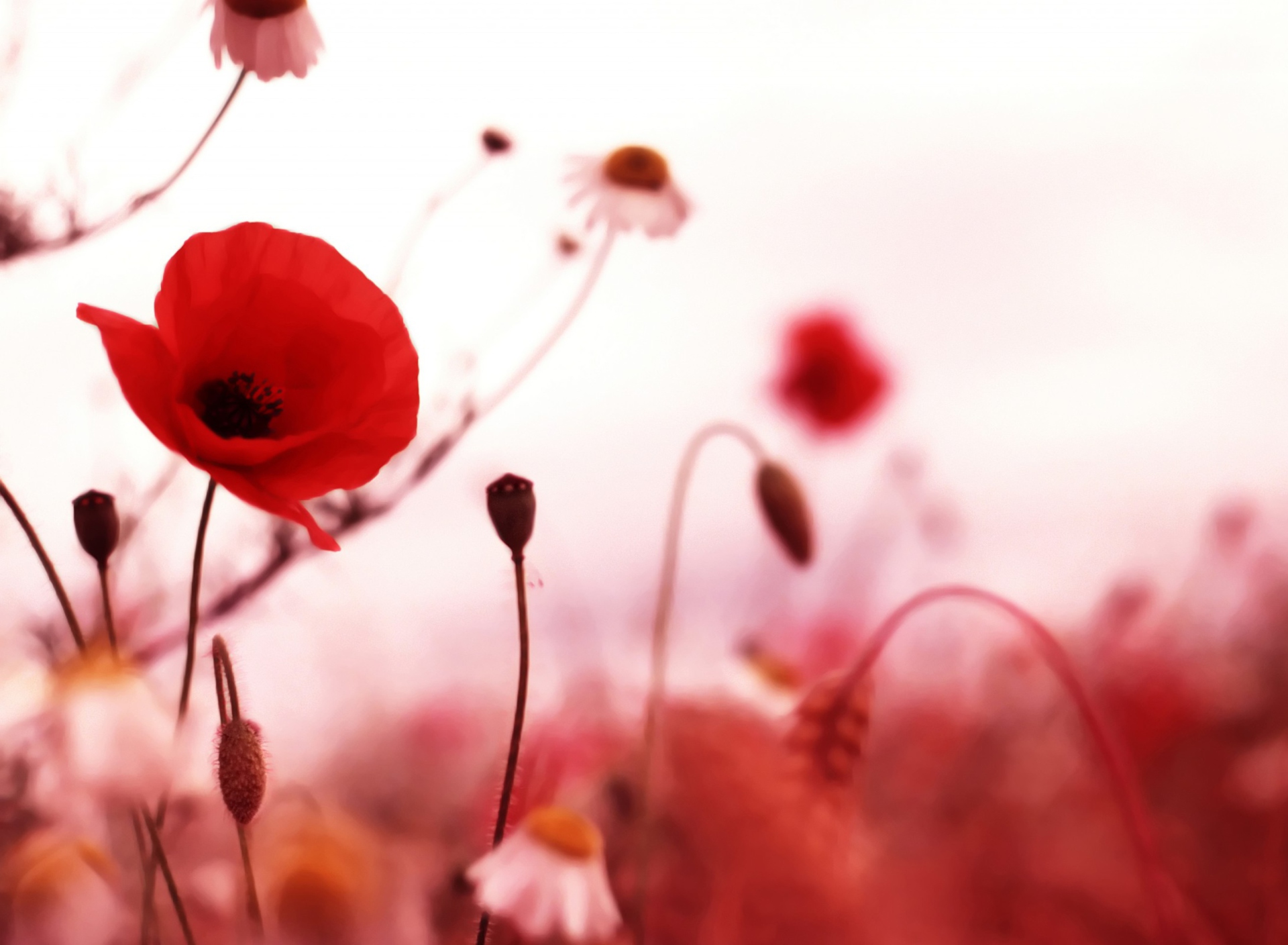 Das Beautiful Red Poppy Wallpaper 1920x1408