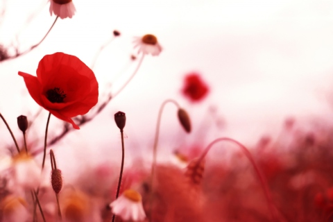 Beautiful Red Poppy screenshot #1 480x320