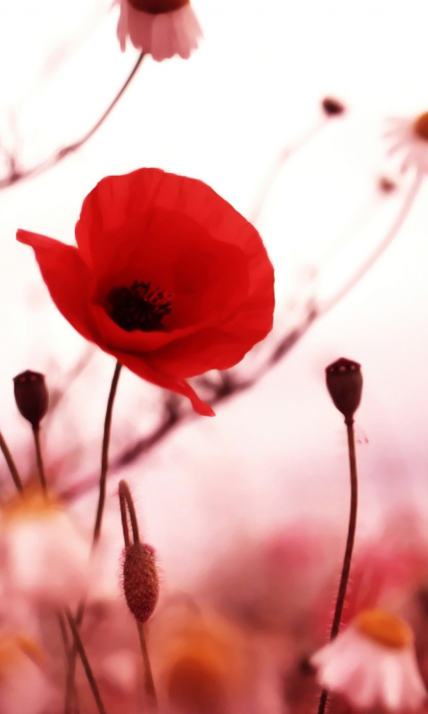 Beautiful Red Poppy screenshot #1 480x800