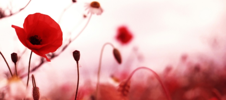 Das Beautiful Red Poppy Wallpaper 720x320