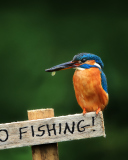 Fondo de pantalla Kingfisher Bird 128x160