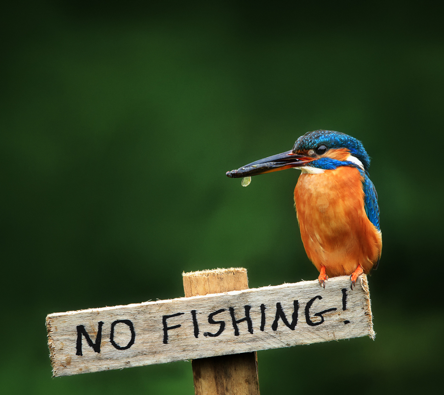 Sfondi Kingfisher Bird 1440x1280