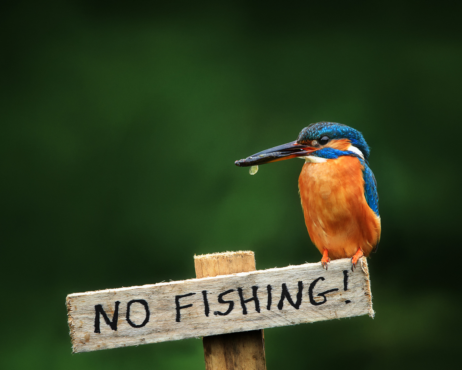 Kingfisher Bird screenshot #1 1600x1280