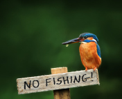 Kingfisher Bird screenshot #1 176x144