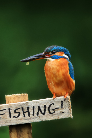 Kingfisher Bird wallpaper 320x480