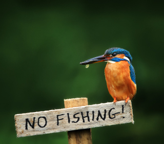 Kingfisher Bird - Obrázkek zdarma pro 2048x2048