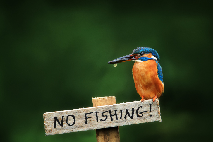 Sfondi Kingfisher Bird