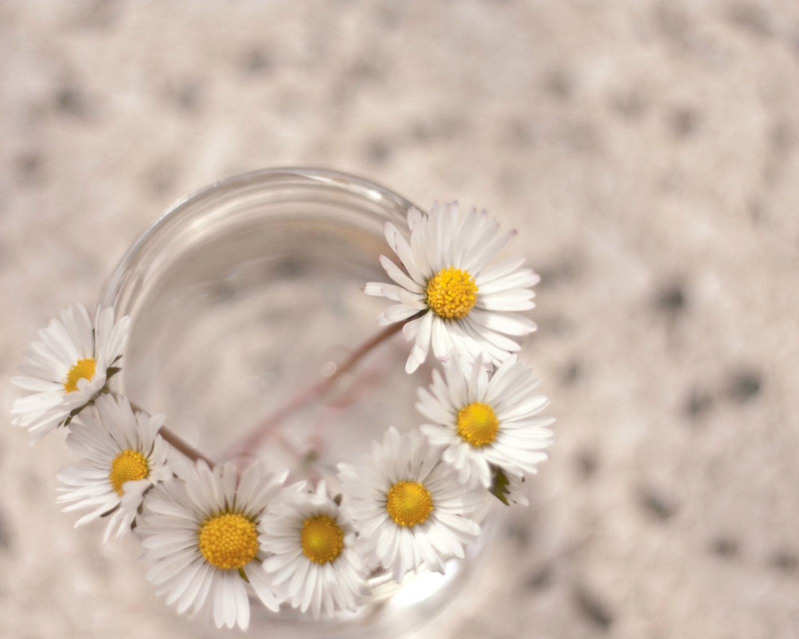 Daisies on white background screenshot #1 1600x1280