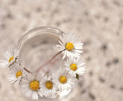 Fondo de pantalla Daisies on white background 176x144