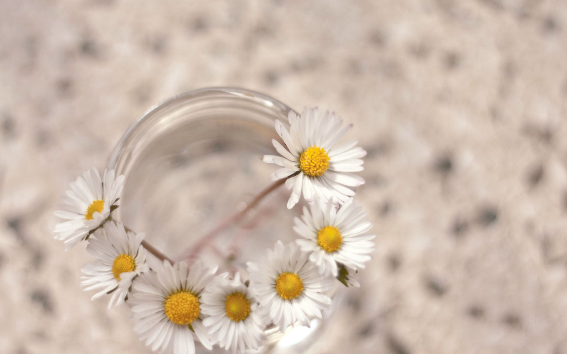 Sfondi Daisies on white background 1920x1200