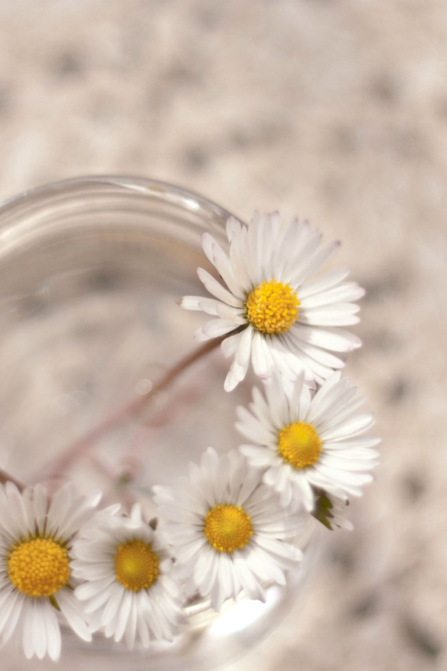 Fondo de pantalla Daisies on white background 640x960