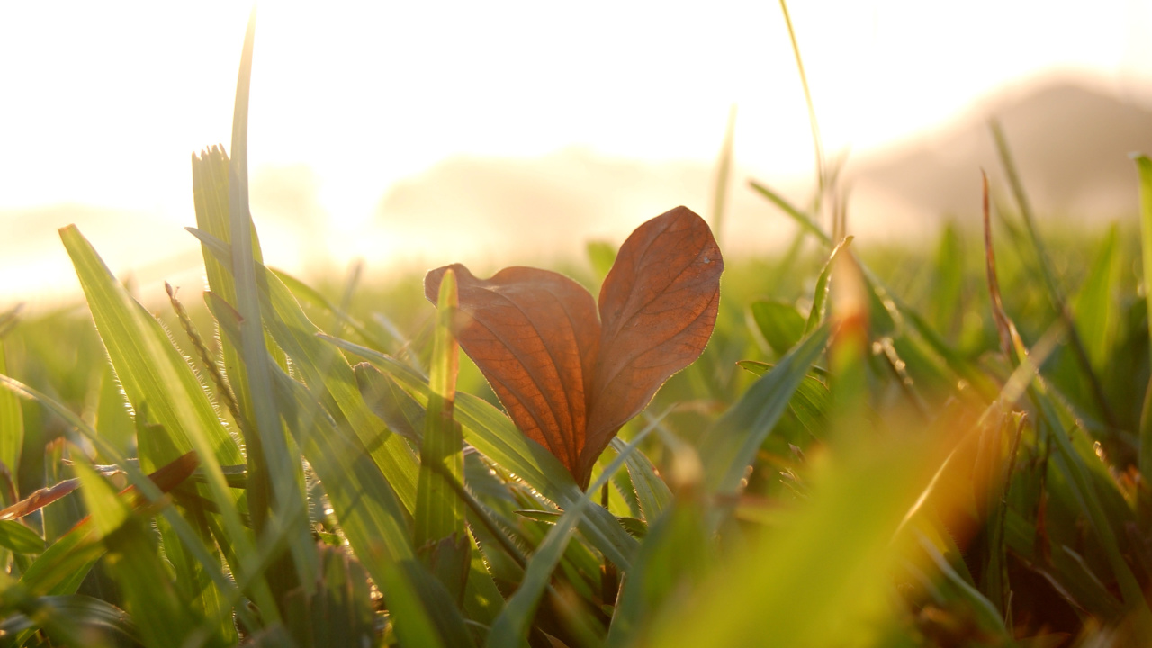 Macro Leave wallpaper 1280x720