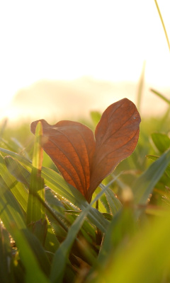 Macro Leave screenshot #1 240x400