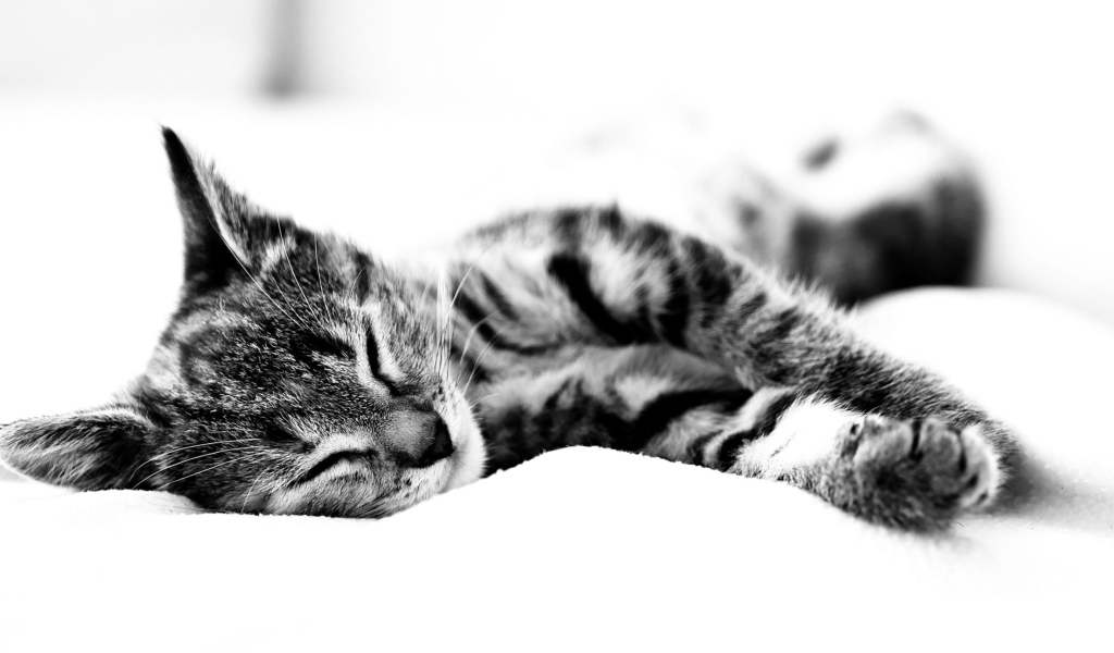 Screenshot №1 pro téma Sleepy Cat 1024x600