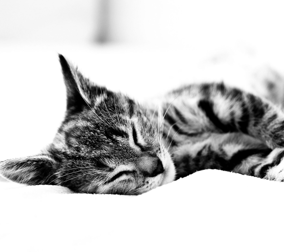 Das Sleepy Cat Wallpaper 1080x960