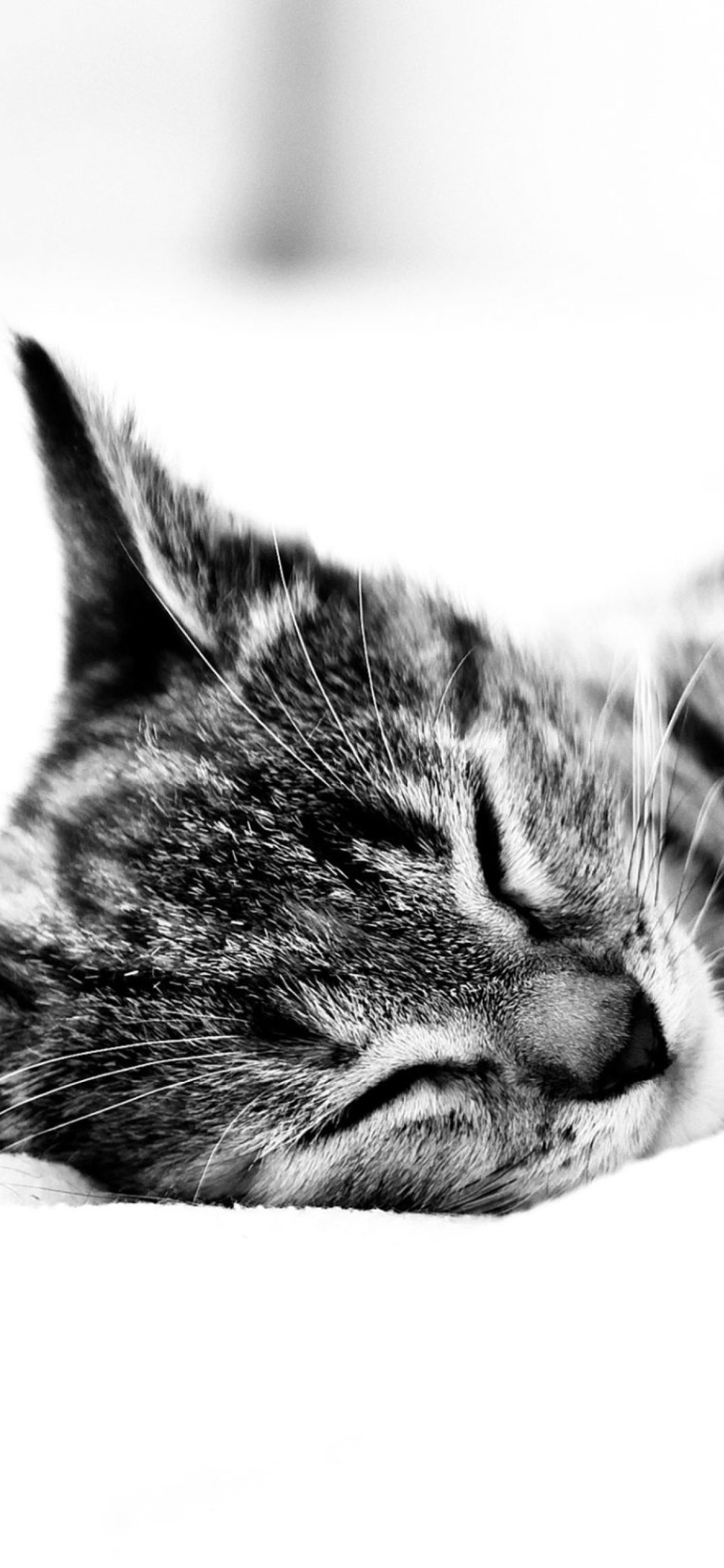 Sfondi Sleepy Cat 1170x2532