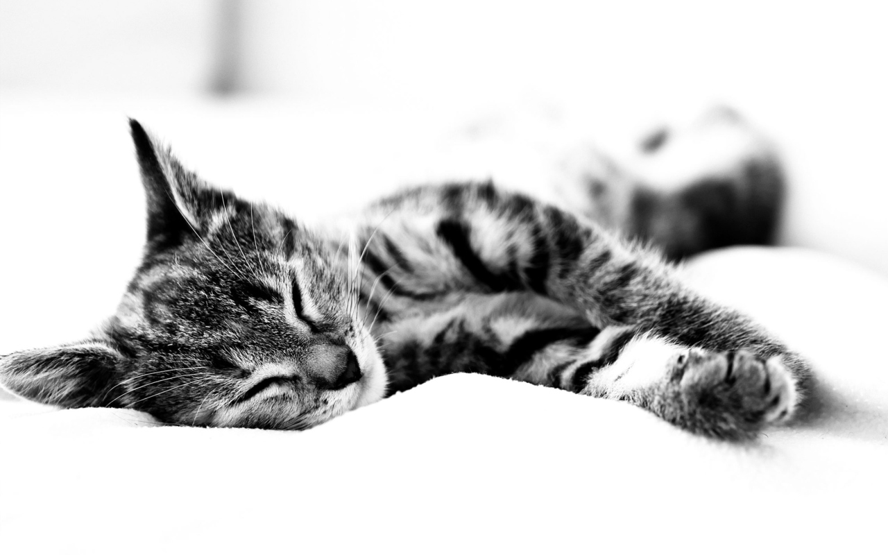 Das Sleepy Cat Wallpaper 1280x800