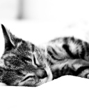 Sfondi Sleepy Cat 128x160