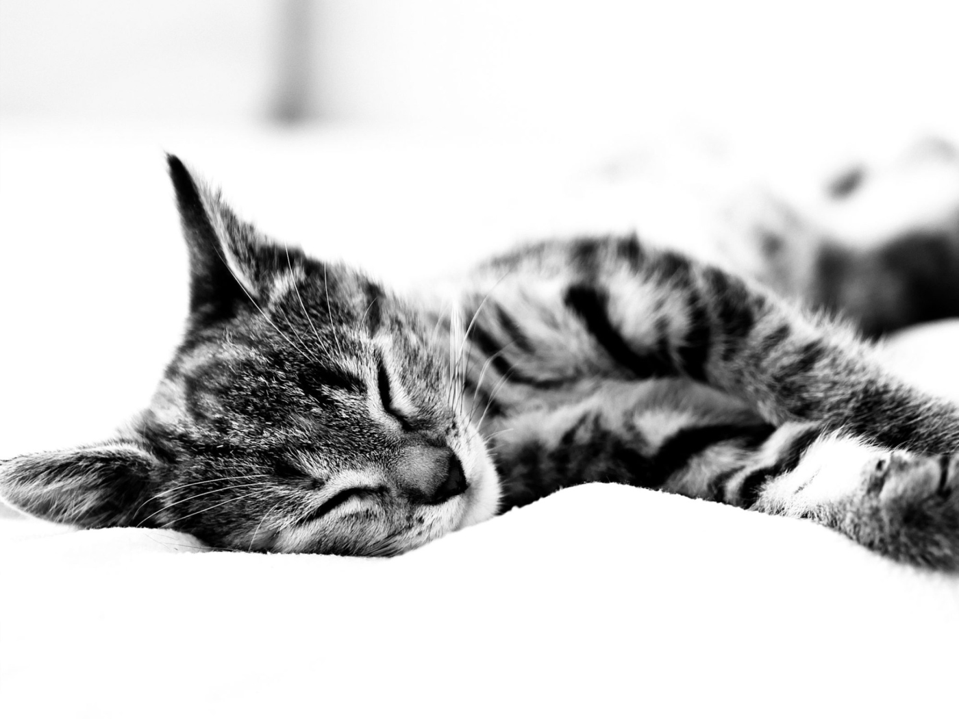 Fondo de pantalla Sleepy Cat 1400x1050