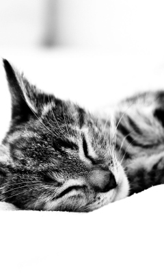 Sleepy Cat wallpaper 240x400