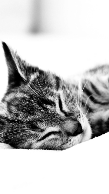 Sleepy Cat wallpaper 360x640