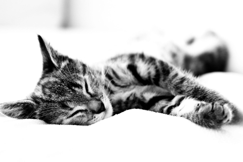 Screenshot №1 pro téma Sleepy Cat 480x320