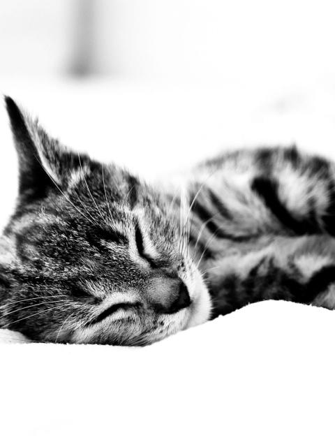 Sleepy Cat screenshot #1 480x640