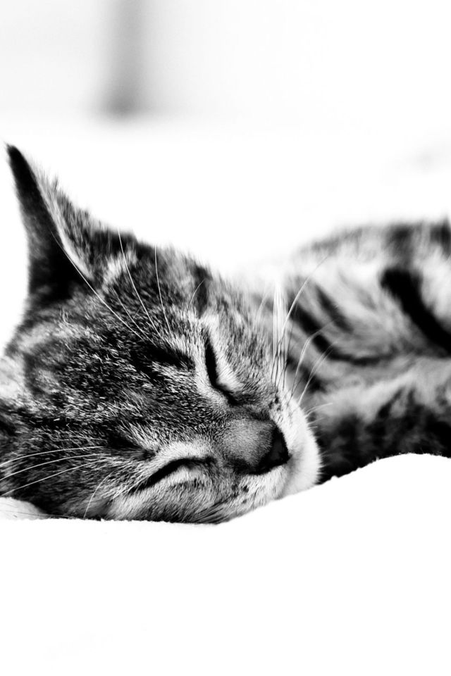 Screenshot №1 pro téma Sleepy Cat 640x960