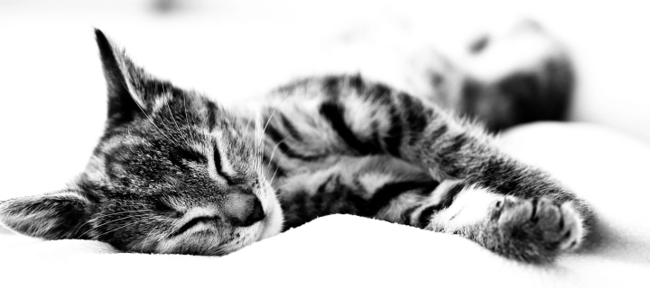 Das Sleepy Cat Wallpaper 720x320