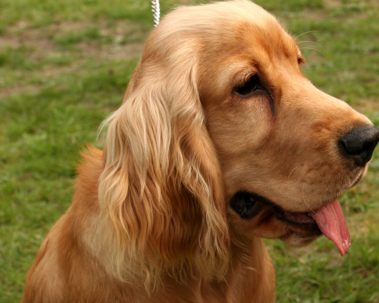 Spaniel wallpaper 1280x1024