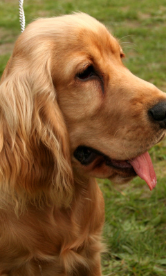 Sfondi Spaniel 240x400