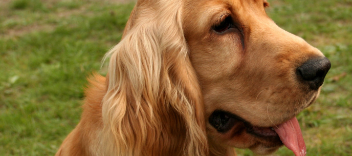 Spaniel wallpaper 720x320